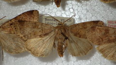 Diarsia mendica