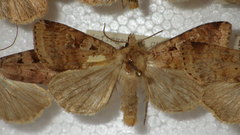Diarsia mendica