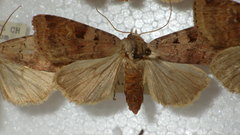 Diarsia mendica