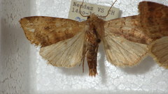 Diarsia mendica