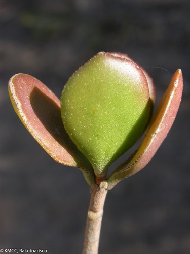 Silver Spoon (Kalanchoe hildebrandtii)