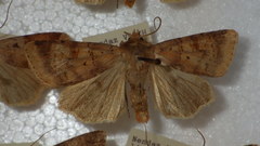 Diarsia mendica