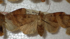 Diarsia mendica