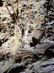 Pachyrhamma acanthocerum