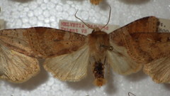 Diarsia mendica