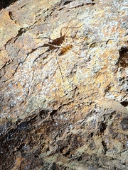 Pachyrhamma acanthocerum