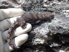 Diplodactylidae