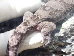 Diplodactylidae