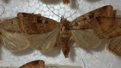 Diarsia mendica