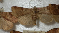Diarsia mendica