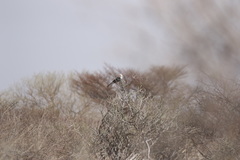 Tockus damarensis