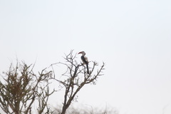 Tockus damarensis