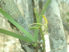 Angraecum potamophilum image