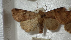 Diarsia mendica