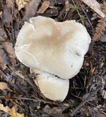 Boletus semigastroideus