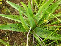 Ledebouria asperifolia