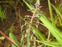 Ledebouria asperifolia
