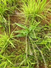 Ledebouria asperifolia