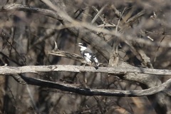 Lanioturdus torquatus