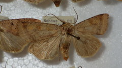 Diarsia mendica