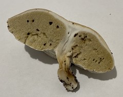 Boletus semigastroideus