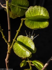 Image of Combretum albiflorum