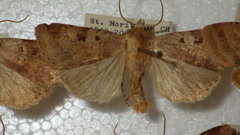 Diarsia mendica