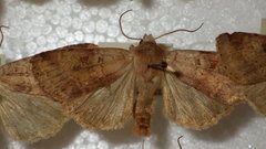 Diarsia mendica