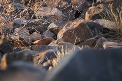 Elephantulus rupestris