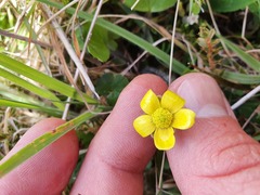 Ranunculus multiscapus