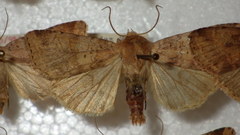 Diarsia mendica