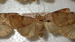 Diarsia mendica