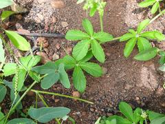 Cyphostemma simulans