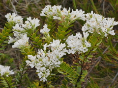 Veronica canterburiensis