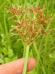 Cyperus denudatus