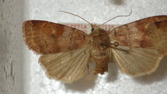 Diarsia mendica