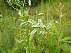 Albuca nelsonii
