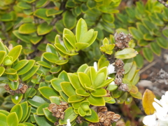 Veronica canterburiensis