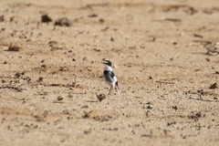 Lanioturdus torquatus