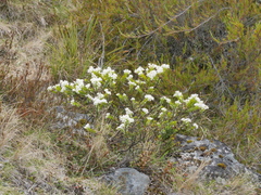 Veronica canterburiensis
