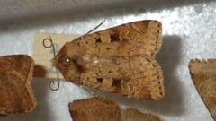 Diarsia mendica
