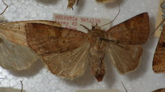 Diarsia mendica