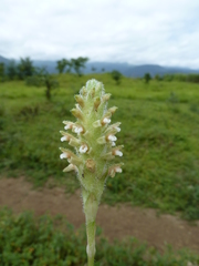 Platylepis glandulosa image