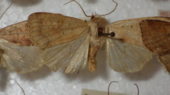 Diarsia mendica