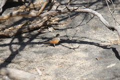 Achaetops pycnopygius