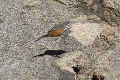 Achaetops pycnopygius