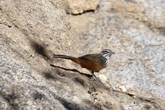 Achaetops pycnopygius