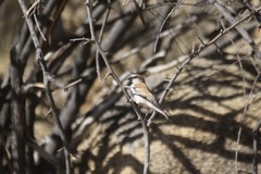 Passer motitensis