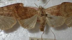 Diarsia mendica