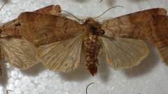 Diarsia mendica